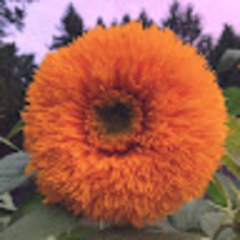 Meet your Posher, Cassie